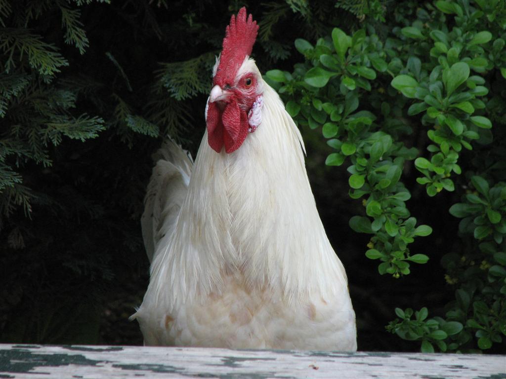 2008_mateijsen (195).JPG